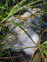 Limnodynastes dumerilii dumerilii
