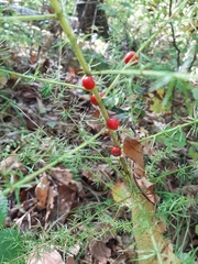 Asparagus schoberioides