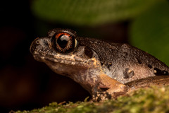 Leptobrachella gracilis