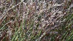 Limonium bocconei