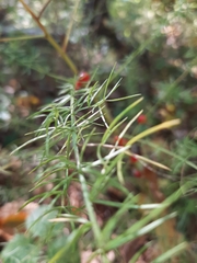 Asparagus schoberioides