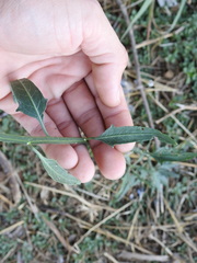 Solanum amygdalifolium