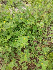Angiospermae