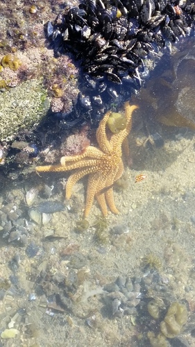 Coscinasterias muricata