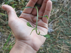 Solanum amygdalifolium