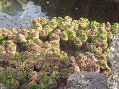Pyura praeputialis