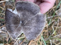 Tricholoma virgatum