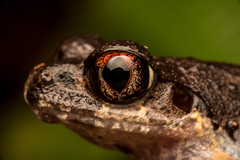 Leptobrachella gracilis