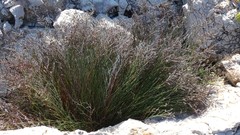 Limonium bocconei