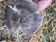Tricholoma virgatum