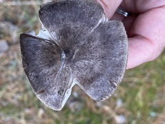 Tricholoma virgatum