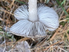 Tricholoma virgatum