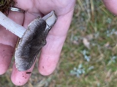 Tricholoma virgatum
