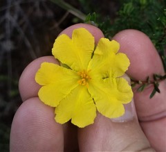 Hibbertia ericifolia