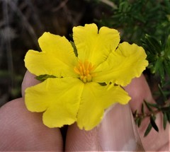 Hibbertia ericifolia
