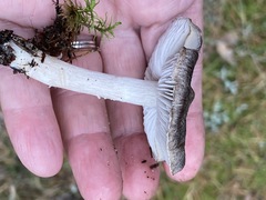 Tricholoma virgatum
