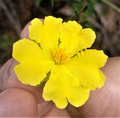 Hibbertia ericifolia