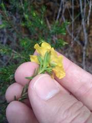 Hibbertia ericifolia