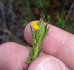 Hibbertia ericifolia