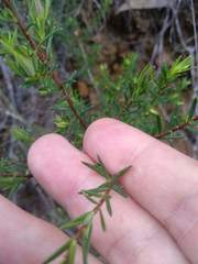 Hibbertia ericifolia