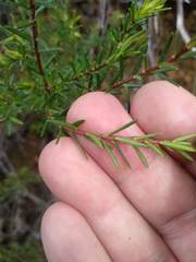 Hibbertia ericifolia