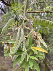 Chamaecytisus prolifer