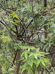 Chamaecytisus prolifer