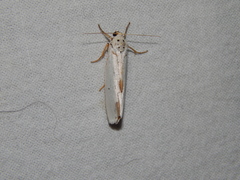 Ilemodes astriga