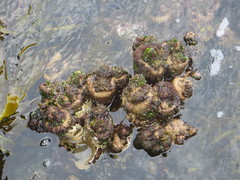 Pyura praeputialis