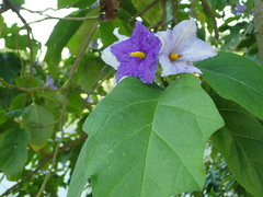 Solanum wrightii