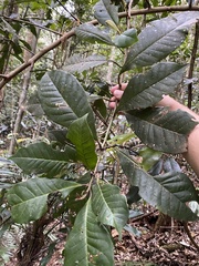 Quintinia verdonii