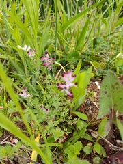 Angiospermae