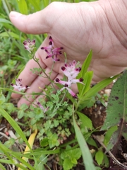 Angiospermae