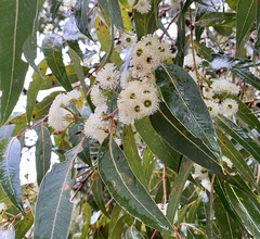 Eucalyptus staeri