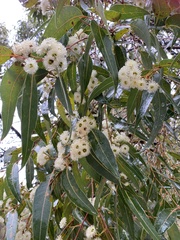 Eucalyptus staeri