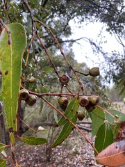 Eucalyptus staeri