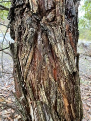 Eucalyptus staeri