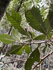 Quintinia verdonii