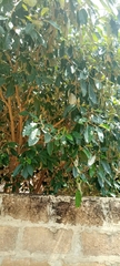 Magnoliopsida