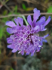 Scabiosa lachnophylla