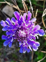 Scabiosa lachnophylla