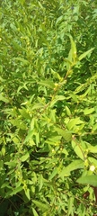 Sida acuta