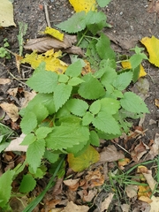 Lamium album