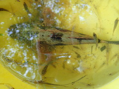 Oxyeleotris marmorata