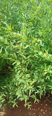 Sida acuta