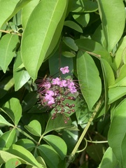 Angiospermae