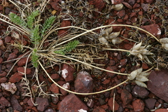 Oxytropis reverdattoi