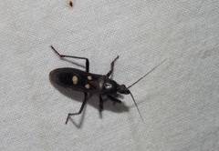 Ectomocoris quadrimaculatus