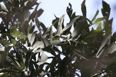 Cussonia paniculata
