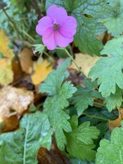 Geranium endressii